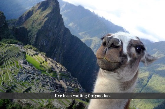 llama_selfie