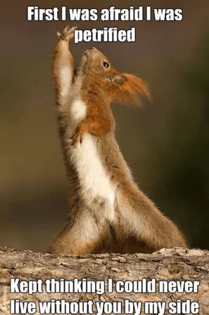 disco_squirrel